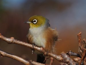 Silvereye.