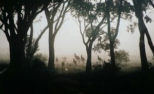 Kangaroos in the Mist