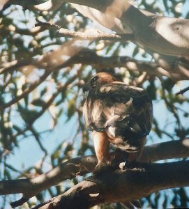 Little Eagle catches Rabbit for Dinner!  :))