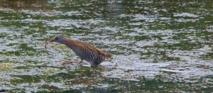 Water rail (Rallus aquaticus)