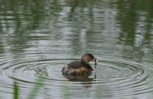 Little Grebe