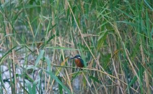 Kingfisher