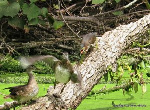Green Heron Bullying Wood Ducks