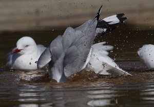 Diving Red-billed gull!