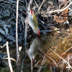 Red-browed finch