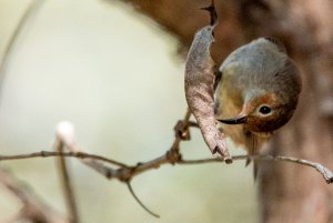 Scarlet Honeyeater (female)