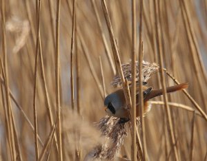 Bearded tit