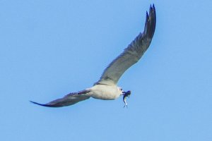 Laughing Gull