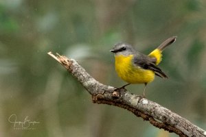 Eastern Yellow Robin