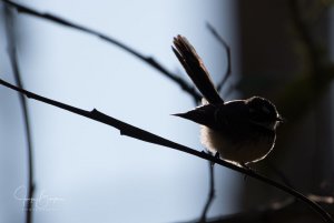 Grey Fantail