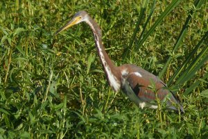 Tricolored Heron (Juvenile)