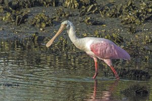 Roseated Spoonbill