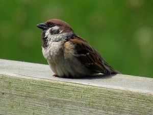 Tree Sparrow