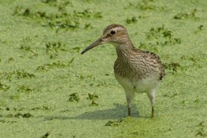 Pectoral Sandpiper