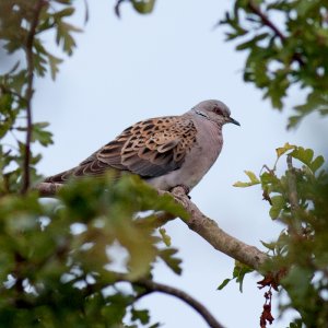 Turtle Dove