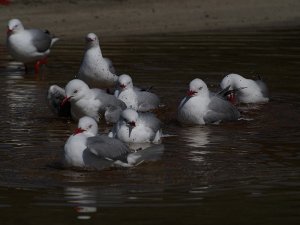 Red Billed Gulls