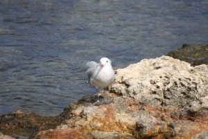 Audouin's Gull - Mallorca