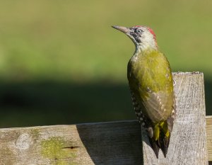 Green Woodpecker, sitting pretty