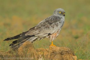 Montagu's Harrier