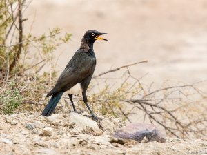 Pied Starling