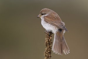 Red Backed Shrike - Tide Mills