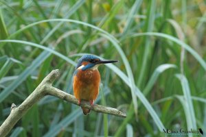 A classic Kingfisher