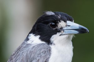 Grey Butcherbird