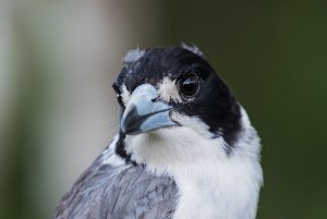 Grey Butcherbird