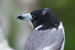 Grey Butcherbird