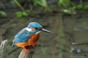 Alcedo Atthis... the kingfisher