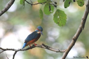 Kingfisher - unusual roost