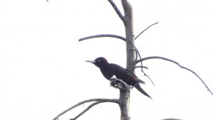 Black Woodpecker (Female)