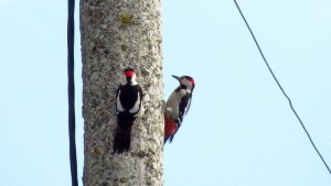 Syrian Woodpeckers (males)