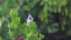 Crested Tit