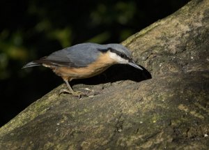 Nuthatch at Leighton Moss