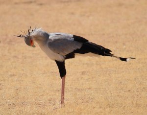 Secretarybird