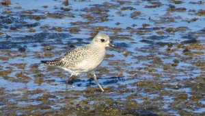 Grey Plover