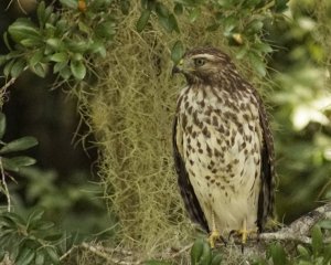 Red-shouldered Hawk