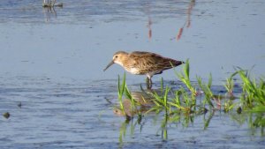 Dunlin