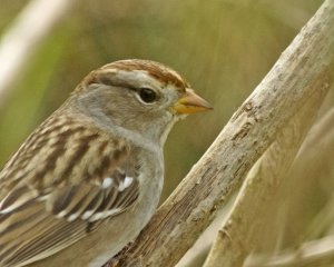 White-crowned Sparrow