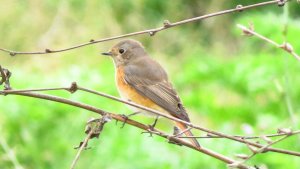 Redstart