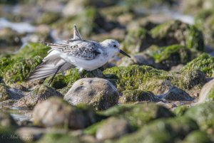 Stretching Sanderling