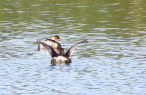 Little Grebes