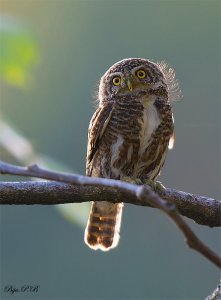 Collared owlet
