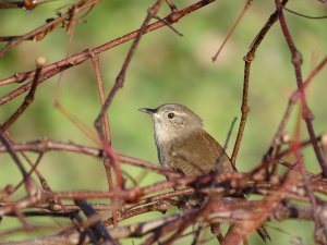 House Wren