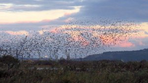 Starling Spectacular!