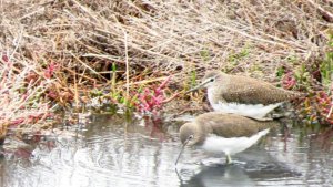 Green Sandpiper