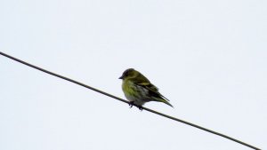 Siskin