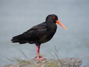 Variable Oystercatcher