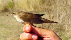 Savi's Warbler